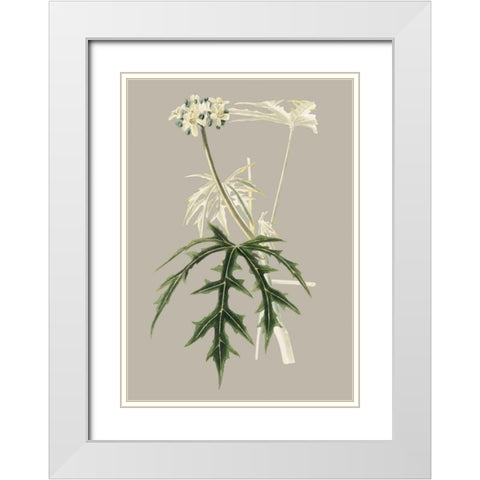 Botanical Cabinet V White Modern Wood Framed Art Print with Double Matting by Cooke, E.W.