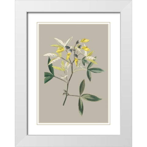 Botanical Cabinet VI White Modern Wood Framed Art Print with Double Matting by Cooke, E.W.