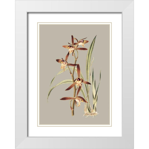Botanical Cabinet VII White Modern Wood Framed Art Print with Double Matting by Cooke, E.W.
