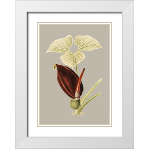 Botanical Cabinet VIII White Modern Wood Framed Art Print with Double Matting by Cooke, E.W.