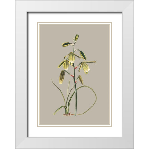 Botanical Cabinet IX White Modern Wood Framed Art Print with Double Matting by Cooke, E.W.