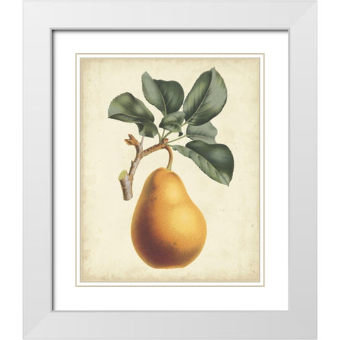 Antique Pear Botanical I White Modern Wood Framed Art Print with Double Matting by Van Houtteano, Horto