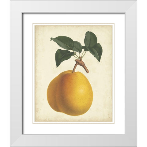 Antique Pear Botanical II White Modern Wood Framed Art Print with Double Matting by Van Houtteano, Horto