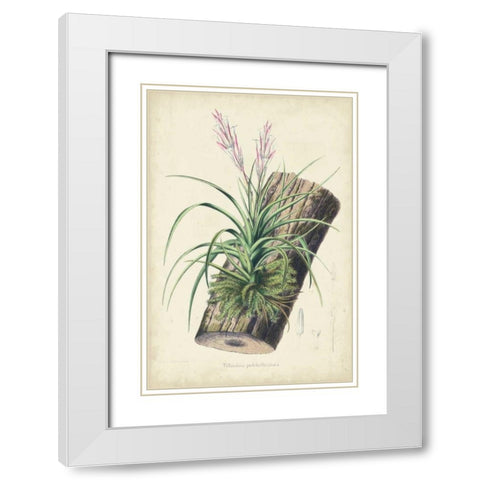 Orchid Delight II White Modern Wood Framed Art Print with Double Matting by Severeyns, George
