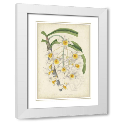 Orchid Delight III White Modern Wood Framed Art Print with Double Matting by Severeyns, George