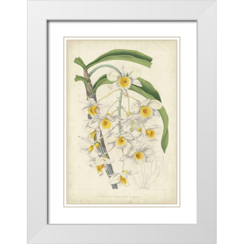 Orchid Delight III White Modern Wood Framed Art Print with Double Matting by Severeyns, George