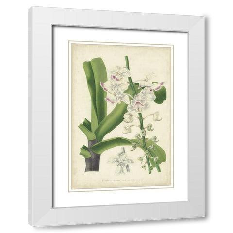 Orchid Delight IV White Modern Wood Framed Art Print with Double Matting by Severeyns, George
