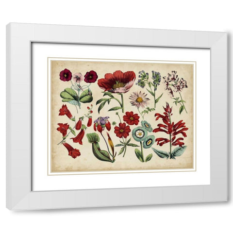 Antique Botanical Chart I White Modern Wood Framed Art Print with Double Matting by Unknown
