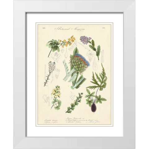 Botanical Register I White Modern Wood Framed Art Print with Double Matting by Unknown