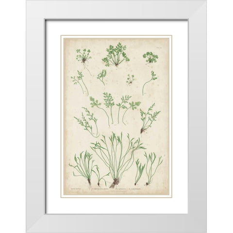 Bradbury Ferns I White Modern Wood Framed Art Print with Double Matting by Bradbury