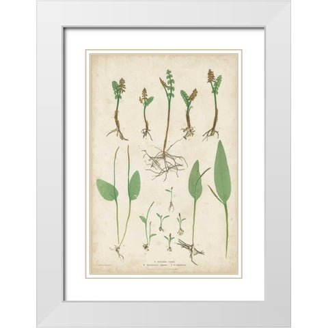Bradbury Ferns II White Modern Wood Framed Art Print with Double Matting by Bradbury