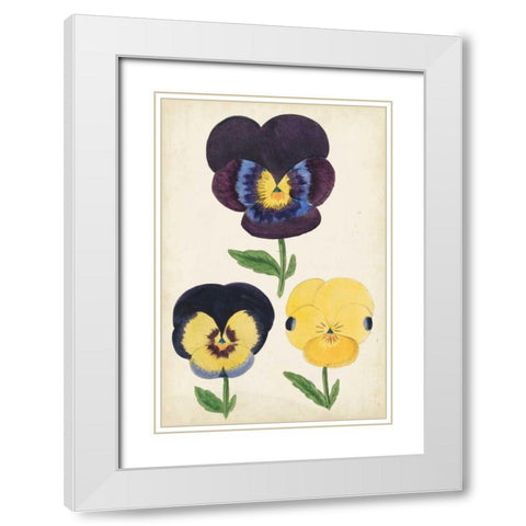 Antique Pansies I White Modern Wood Framed Art Print with Double Matting by Unknown