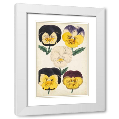 Antique Pansies II White Modern Wood Framed Art Print with Double Matting by Unknown