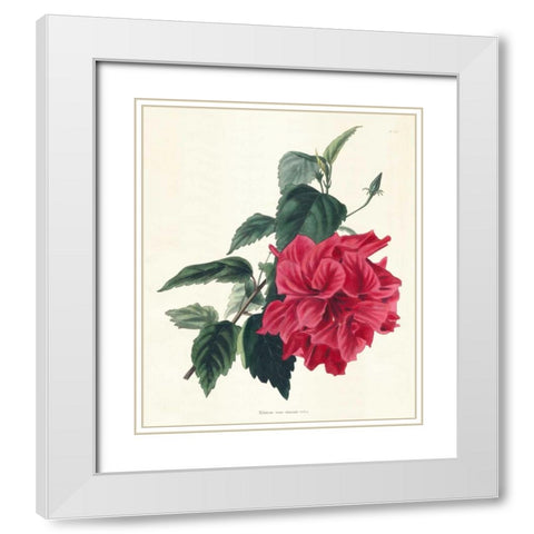 Rose Hibiscus I White Modern Wood Framed Art Print with Double Matting by Unknown