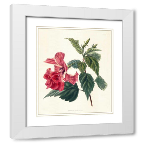 Rose Hibiscus II White Modern Wood Framed Art Print with Double Matting by Unknown