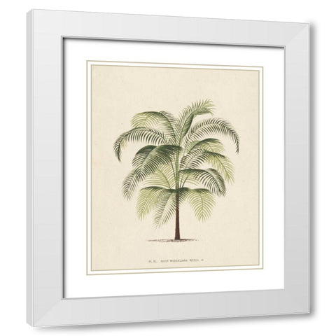 Les Palmiers III White Modern Wood Framed Art Print with Double Matting by Unknown