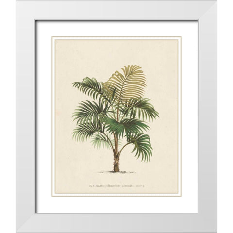 Les Palmiers IV White Modern Wood Framed Art Print with Double Matting by Unknown