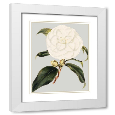Camellia Japonica I White Modern Wood Framed Art Print with Double Matting by Vision Studio