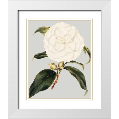 Camellia Japonica I White Modern Wood Framed Art Print with Double Matting by Vision Studio