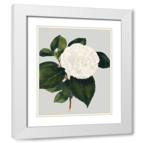 Camellia Japonica II White Modern Wood Framed Art Print with Double Matting by Vision Studio