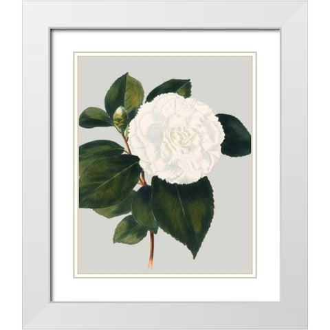 Camellia Japonica II White Modern Wood Framed Art Print with Double Matting by Vision Studio