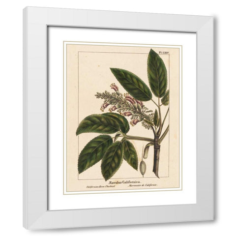 California Horse Chestnut White Modern Wood Framed Art Print with Double Matting by Silva, John