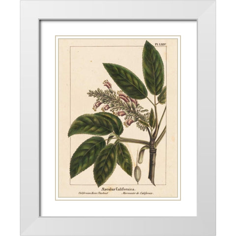 California Horse Chestnut White Modern Wood Framed Art Print with Double Matting by Silva, John