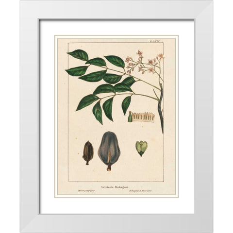 Mahogany Tree White Modern Wood Framed Art Print with Double Matting by Silva, John