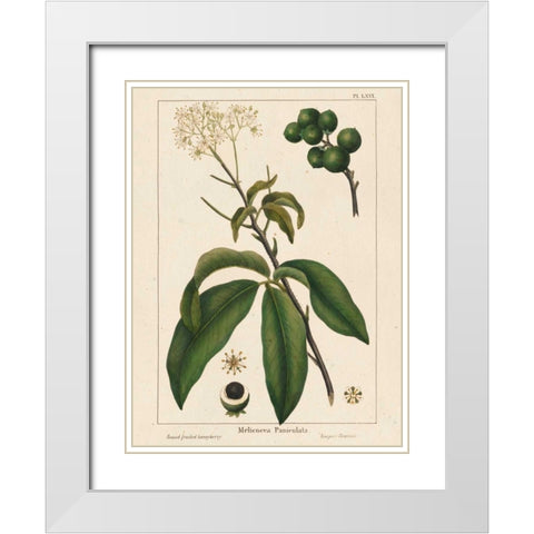 Round fruited Honeyberry White Modern Wood Framed Art Print with Double Matting by Silva, John