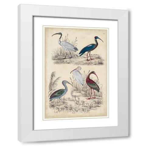 Ibis Family White Modern Wood Framed Art Print with Double Matting by Milne