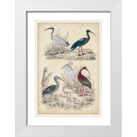 Ibis Family White Modern Wood Framed Art Print with Double Matting by Milne