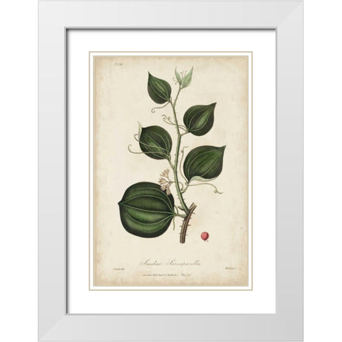 Medicinal Botany I White Modern Wood Framed Art Print with Double Matting by Churchill