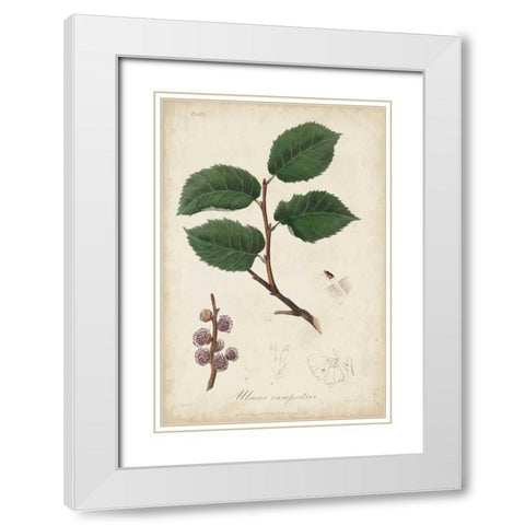 Medicinal Botany III White Modern Wood Framed Art Print with Double Matting by Churchill