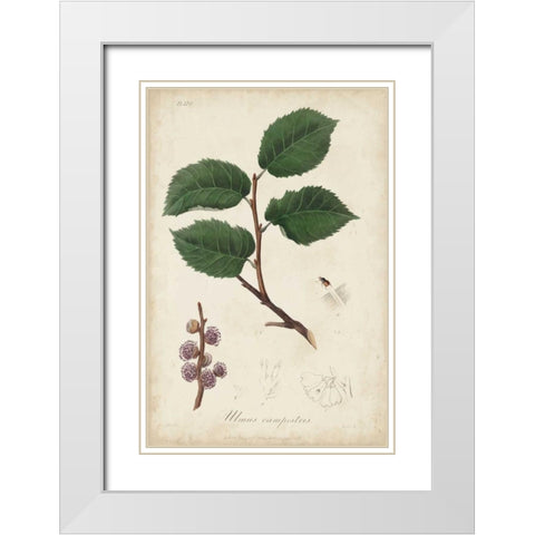 Medicinal Botany III White Modern Wood Framed Art Print with Double Matting by Churchill