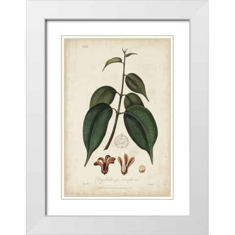 Medicinal Botany IV White Modern Wood Framed Art Print with Double Matting by Churchill