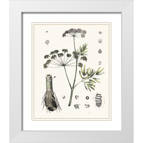 Berge Botanicals I White Modern Wood Framed Art Print with Double Matting by Berge
