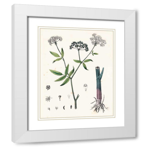 Berge Botanicals II White Modern Wood Framed Art Print with Double Matting by Berge
