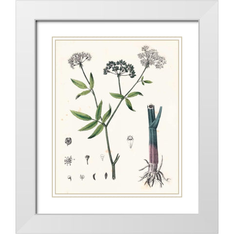 Berge Botanicals II White Modern Wood Framed Art Print with Double Matting by Berge