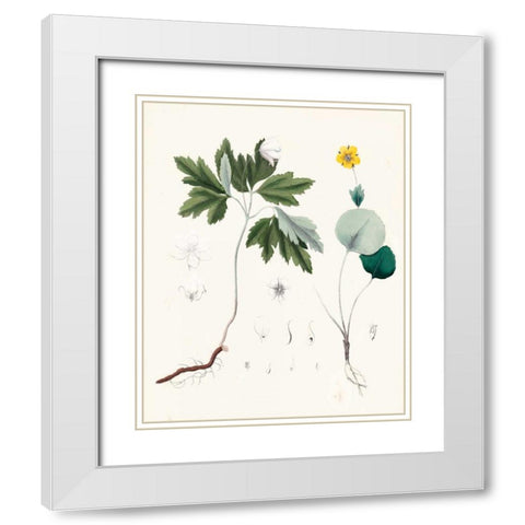 Berge Botanicals III White Modern Wood Framed Art Print with Double Matting by Berge