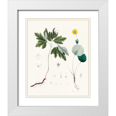 Berge Botanicals III White Modern Wood Framed Art Print with Double Matting by Berge