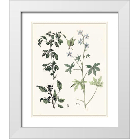 Berge Botanicals IV White Modern Wood Framed Art Print with Double Matting by Berge