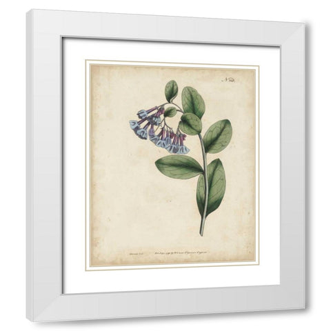 Lavender Curtis Botanicals I White Modern Wood Framed Art Print with Double Matting by Curtis