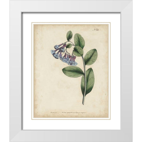 Lavender Curtis Botanicals I White Modern Wood Framed Art Print with Double Matting by Curtis