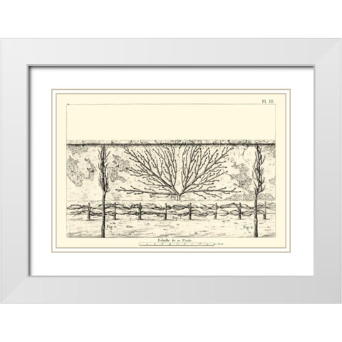 Antique Diagram for Espaliers I White Modern Wood Framed Art Print with Double Matting by Unknown