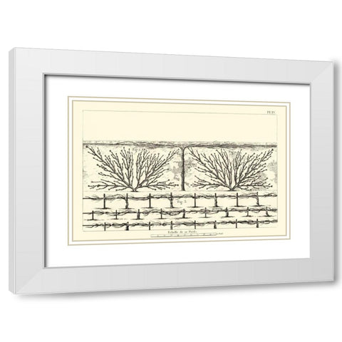 Antique Diagram for Espaliers II White Modern Wood Framed Art Print with Double Matting by Unknown