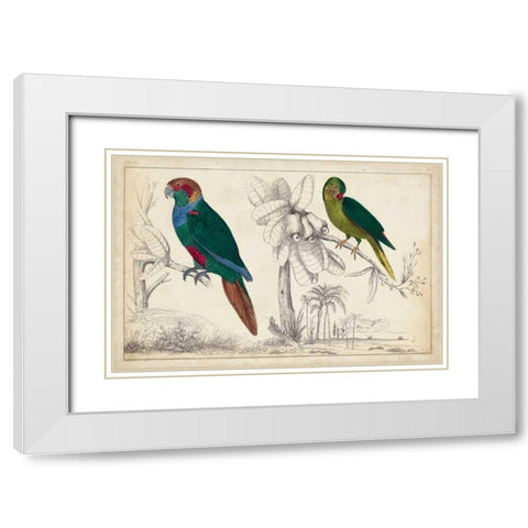 Parrot Pair I White Modern Wood Framed Art Print with Double Matting by Unknown