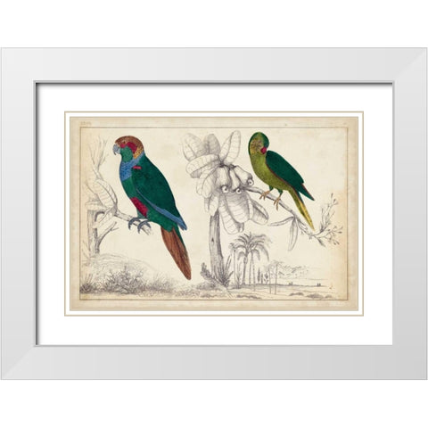 Parrot Pair I White Modern Wood Framed Art Print with Double Matting by Unknown