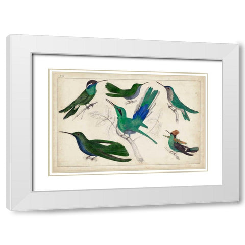 Hummingbird Gathering II White Modern Wood Framed Art Print with Double Matting by Unknown