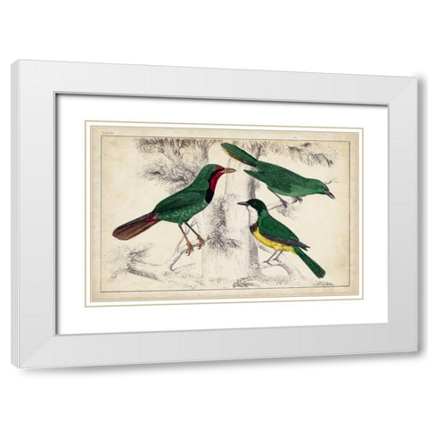 Tropical Bird Trio I White Modern Wood Framed Art Print with Double Matting by Unknown