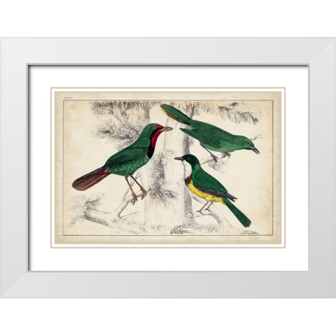 Tropical Bird Trio I White Modern Wood Framed Art Print with Double Matting by Unknown